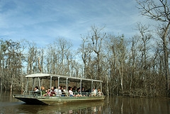 Swamp tour